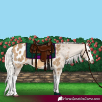 Horse Color:Silver Buckskin Dun Splash Appaloosa
