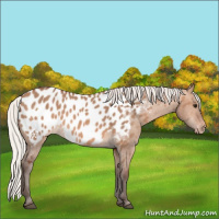 Horse Color:Silver Brown Dun Near Leopard 