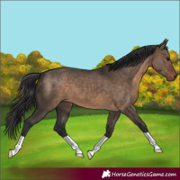 Horse Color:Brown Dun 