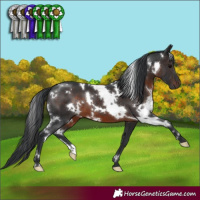 Horse Color:White Spotted Brown