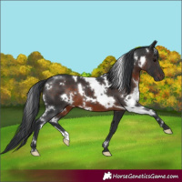 Horse Color:White Spotted Brown 