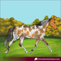 Horse Color:White Spotted Buckskin 