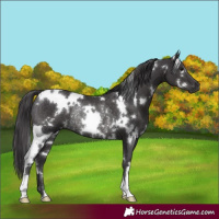 Horse Color:White Spotted Smoky Black Rabicano