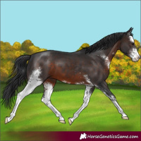 Horse Color:Brown Sabino