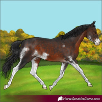 Horse Color:Brown Sabino