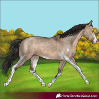 Horse Color:Brown Dun Sabino