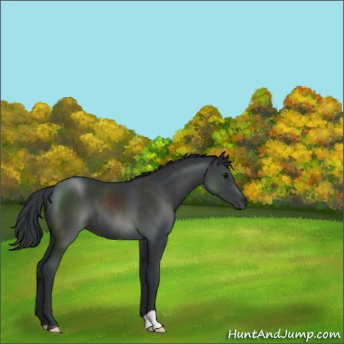 Horse Color:Black 