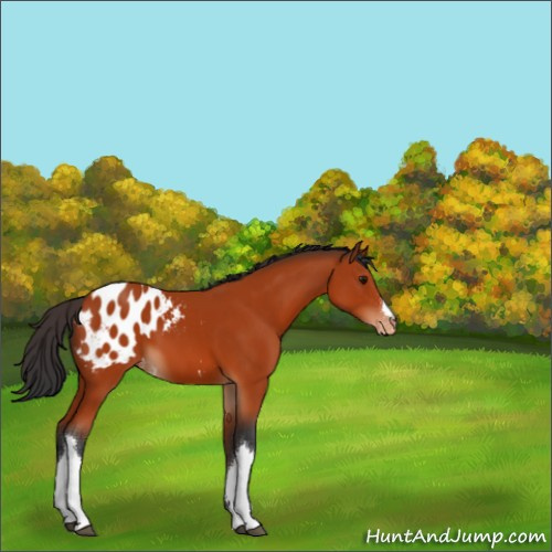 Horse Color:Bay Appaloosa