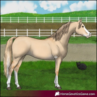 Horse Color:Red Dun Splash 
