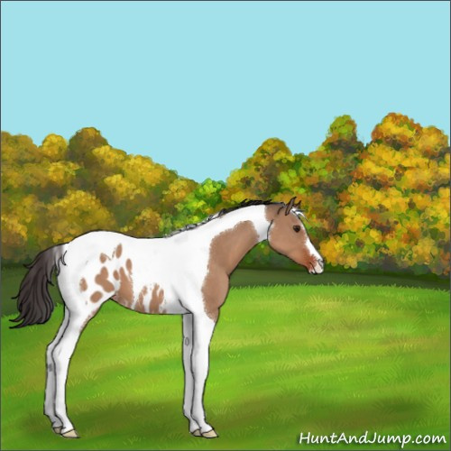 Horse Color:Brown Dun Tobiano Appaloosa