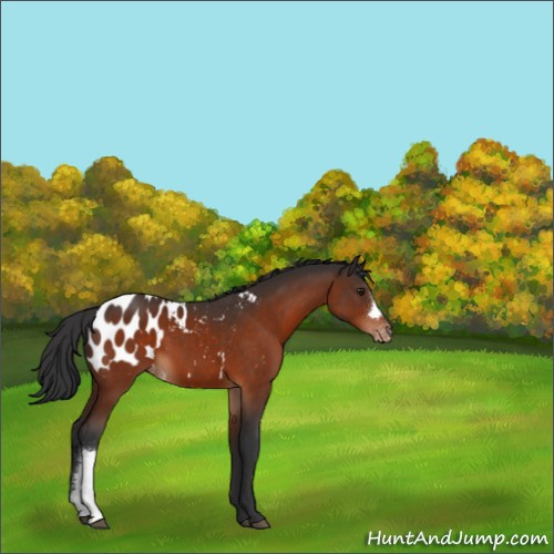 Horse Color:Brown Appaloosa 