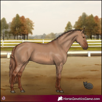 Horse Color:Red Dun 