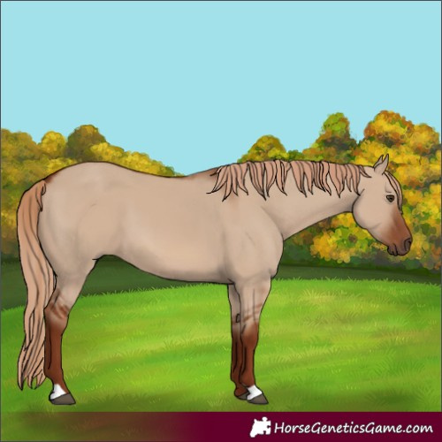 Horse Color:Red Dun 