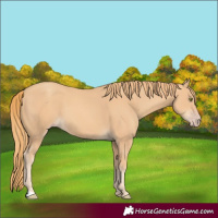 Horse Color:Gold Champagne 
