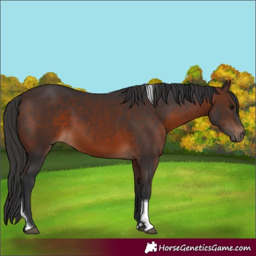 Horse Color:Brown Tobiano Rabicano 