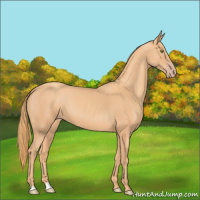 Horse Color:Gold Champagne