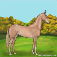 Horse Color:Gold Champagne Roan 