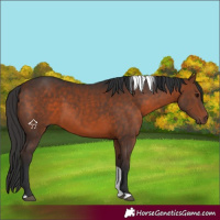 Horse Color:Bay Tobiano 