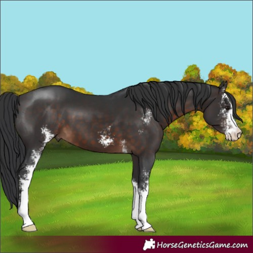 Horse Color:Brown Sabino