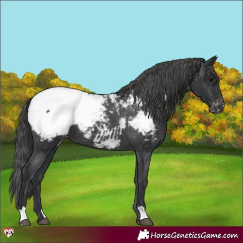 Horse Color:Black Appaloosa 