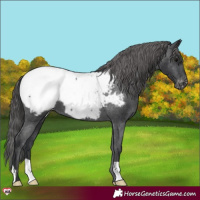 Horse Color:Black Appaloosa 