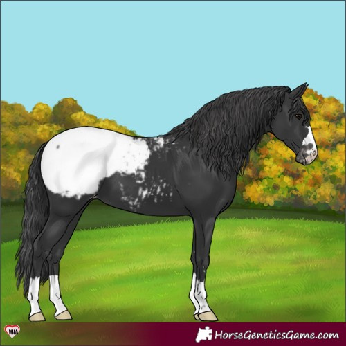 Horse Color:Black Appaloosa 