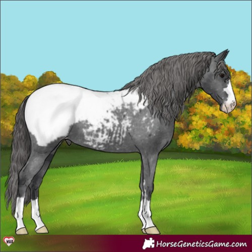 Horse Color:Black Near Fewspot 