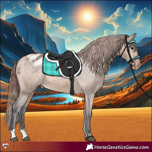 Horse Color:Bay Dun Appaloosa 
