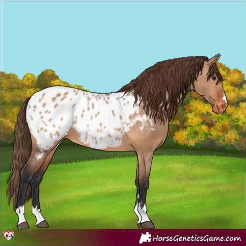 Horse Color:Bay Dun Appaloosa 