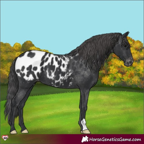 Horse Color:Black Appaloosa 
