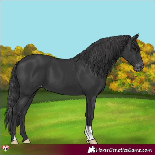 Horse Color:Black Appaloosa 