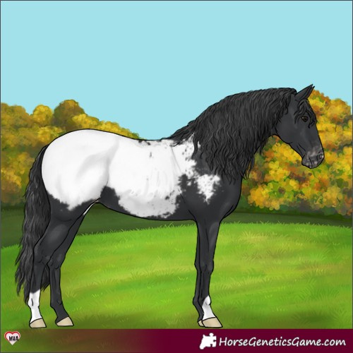 Horse Color:Black Appaloosa 