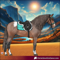 Horse Color:Bay Appaloosa