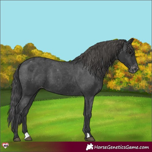 Horse Color:Black Appaloosa 