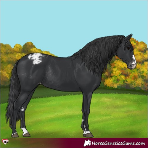 Horse Color:Black Appaloosa Rabicano 