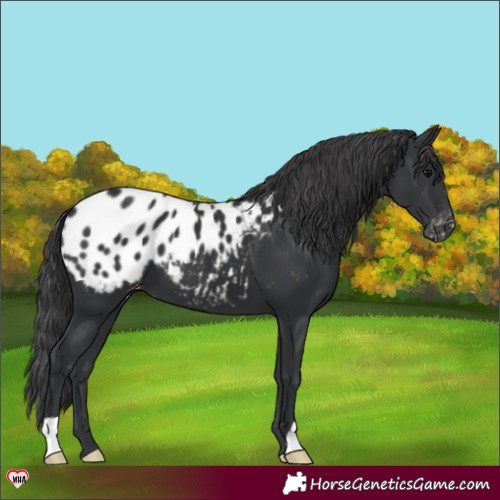 Horse Color:Black Appaloosa 