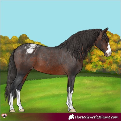 Horse Color:Brown Appaloosa 