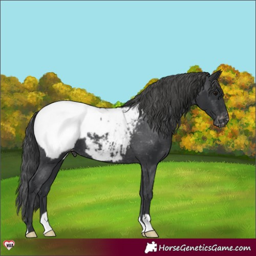 Horse Color:Black Appaloosa 