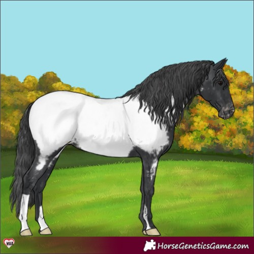 Horse Color:Black Appaloosa 
