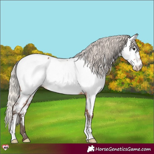 Horse Color:Silver Bay Appaloosa 