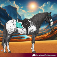 Horse Color:Black Near Leopard 