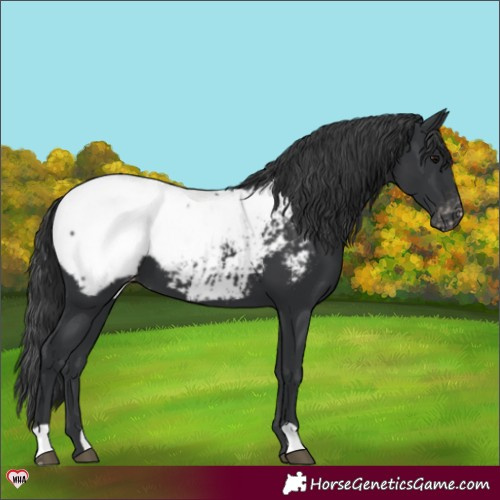 Horse Color:Black Appaloosa 