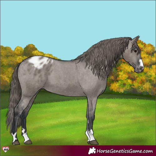 Horse Color:Grullo Appaloosa 