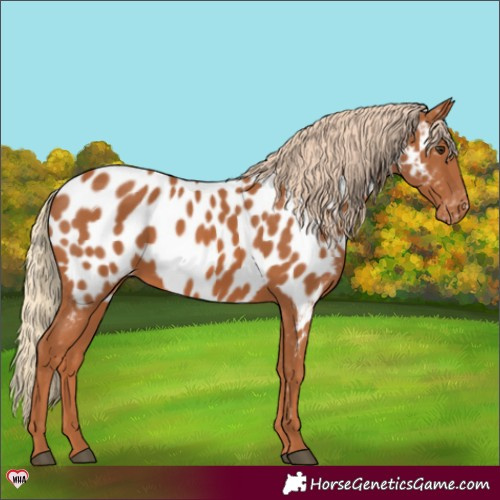 Horse Color:Chestnut Appaloosa 