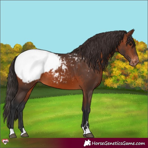 Horse Color:Brown Appaloosa 