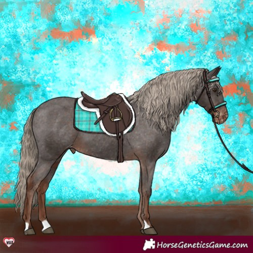 Horse Color:Liver Chestnut Appaloosa 