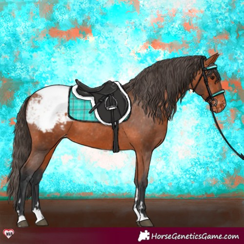 Horse Color:Bay Appaloosa 