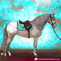 Horse Color:Bay Appaloosa 