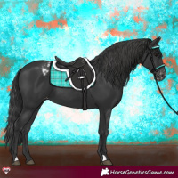 Horse Color:Black Appaloosa 
