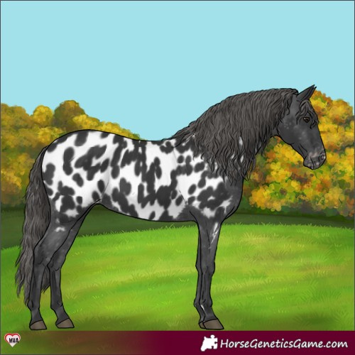 Horse Color:Black Appaloosa 